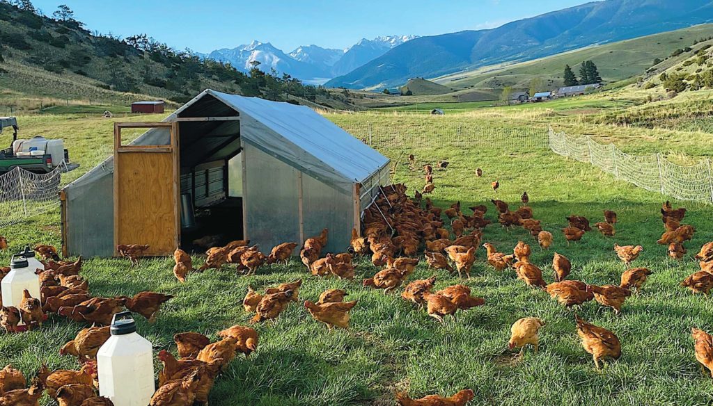 pastureraisedchickens Edible Bozeman